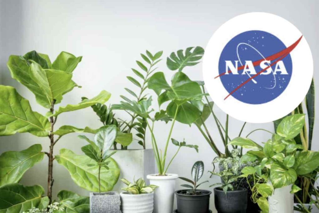 L’Epipremnum aureum, conosciuta comunemente come potos, si rivela una pianta d’appartamento capace di abbattere fino al 73%