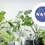 L’Epipremnum aureum, conosciuta comunemente come potos, si rivela una pianta d’appartamento capace di abbattere fino al 73%