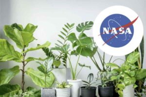 L’Epipremnum aureum, conosciuta comunemente come potos, si rivela una pianta d’appartamento capace di abbattere fino al 73%