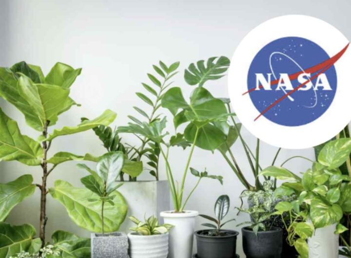 L’Epipremnum aureum, conosciuta comunemente come potos, si rivela una pianta d’appartamento capace di abbattere fino al 73%