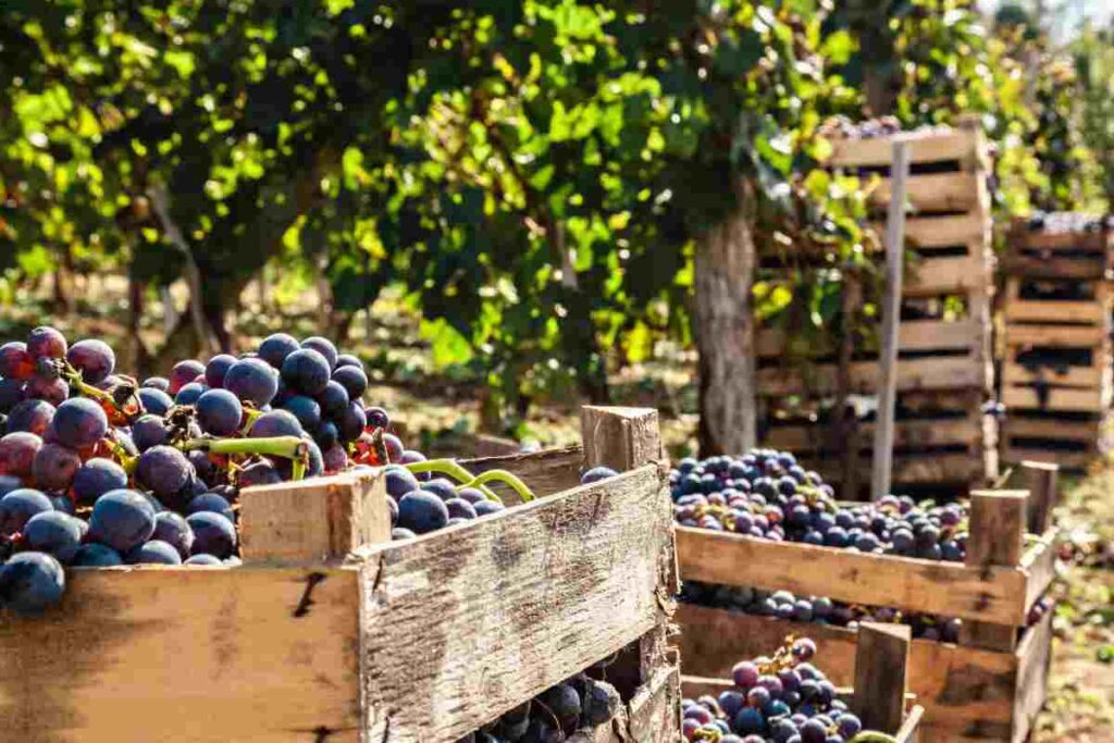 vendemmia