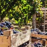 vendemmia