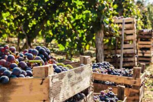 vendemmia