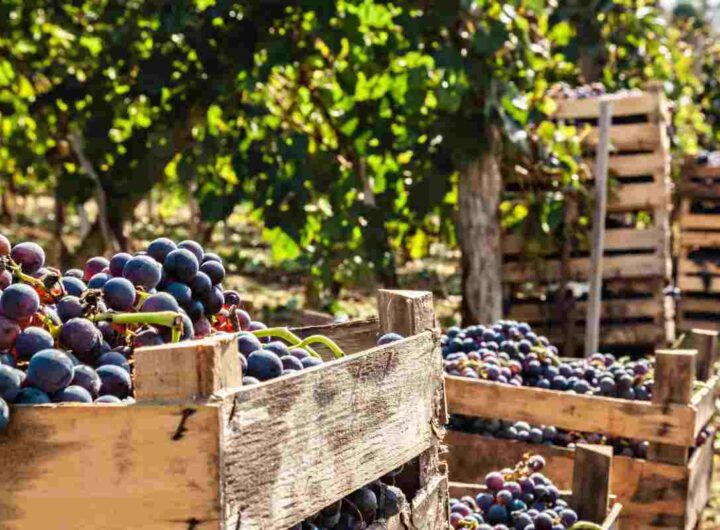 vendemmia