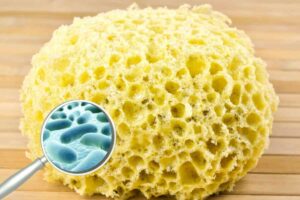 Escherichia coli