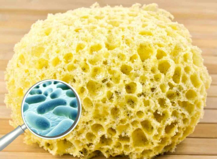 Escherichia coli