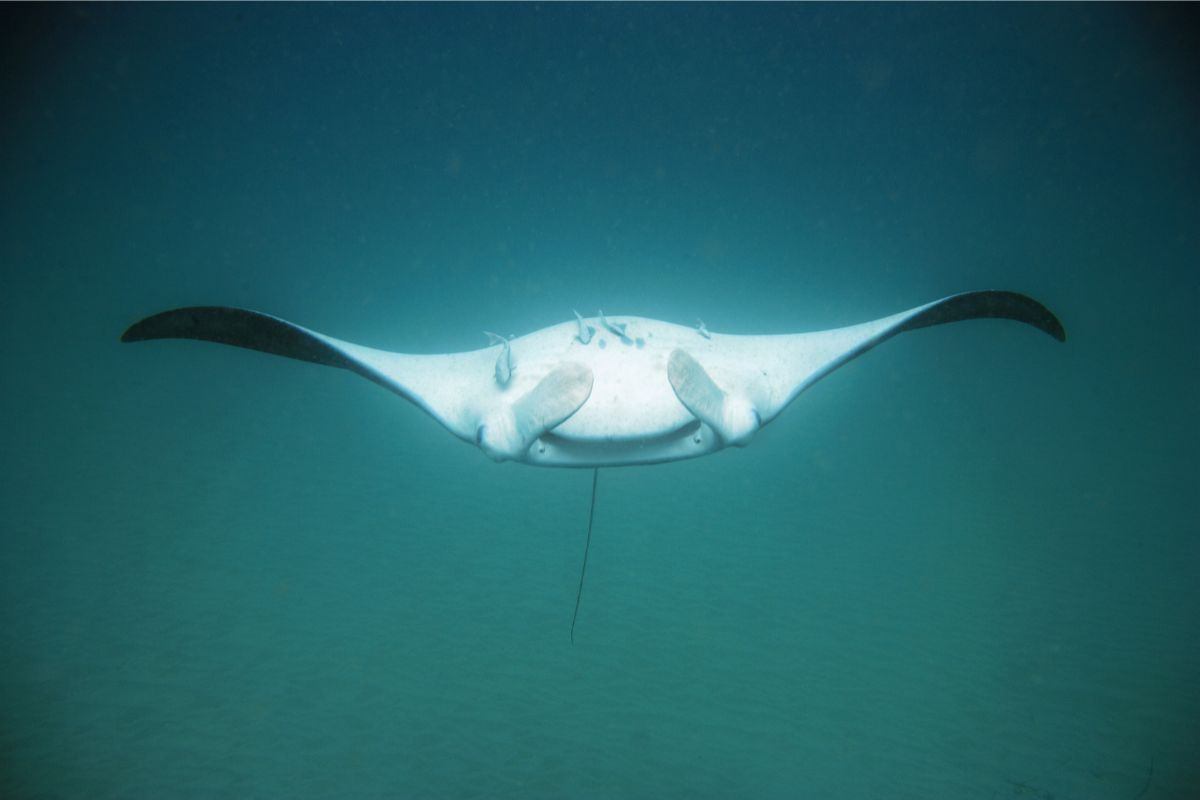 Manta, dove è stata avvistata