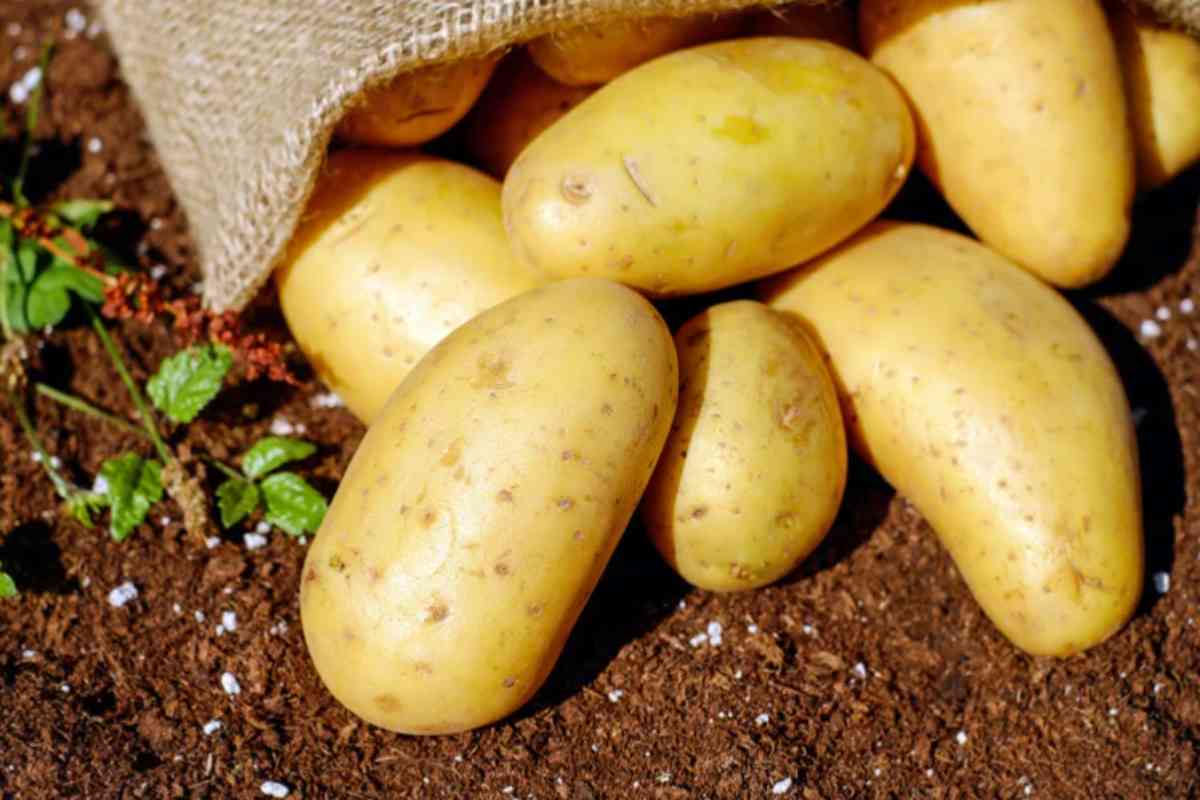 Patate