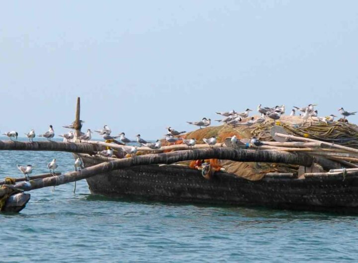 Tarkarli beach
