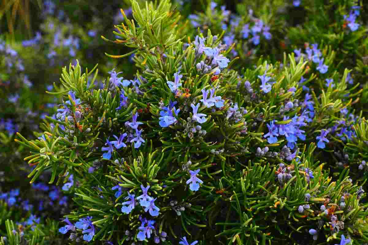 giardino: devi assolutamente avere quest'albero per allontanare gli insetti