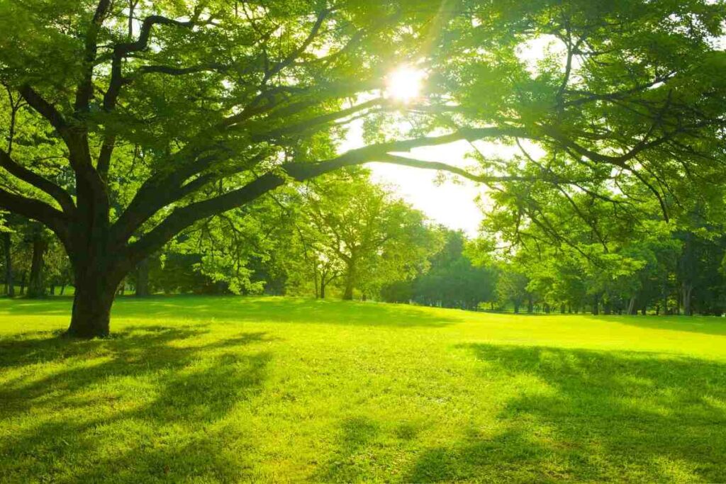 giardino: devi assolutamente avere quest'albero per allontanare gli insetti
