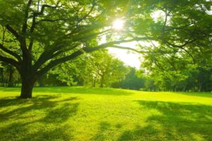 giardino: devi assolutamente avere quest'albero per allontanare gli insetti